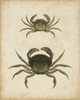 Crustaceans IV Poster Print - James Sowerby