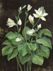 Blooming Hosta Poster Print - Asia Jensen