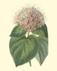 Fragrant Clerodendron Poster Print - Sydenham Edwards