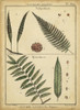 Diderot Antique Ferns III Poster Print - Denis Diderot