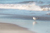 Seagull in the Sand Poster Print - Lori Deiter
