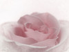 Romantic Rose II Poster Print - Lori Deiter