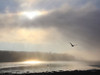 Foggy Bar Harbor Poster Print - Lori Deiter