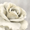 Yellow Rose Poster Print - Lori Deiter