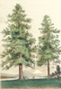 Majestic Pine II Poster Print - Unknown