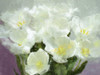 Sunlit Tulips I Poster Print - Noah Bay