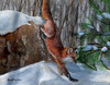 Snow Fox II Poster Print - Kevin Daniel