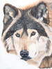 Wolf Portrait Poster Print - Diane Fifer