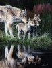 Reflections Poster Print - Kevin Daniel