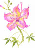 Hibiscus Flower IV Poster Print - Nan Rae