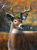 Majestic Buck Poster Print - Kevin Daniel