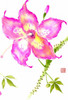Hibiscus Flower III Poster Print - Nan Rae