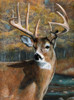 Solo Buck Poster Print - Kevin Daniel