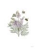 Lilac Botanical Poster Print - Cindy Jacobs