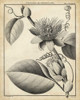 Passiflora IV Poster Print - Sellier