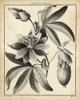 Passiflora III Poster Print - Sellier