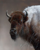 Bison Poster Print - Kevin Daniel