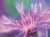 Painterly Flower VIII Poster Print - Lola Henry