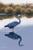 Blackwater Reflections I Poster Print - Fred Szatkowski