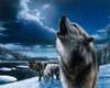 Howling Wolf Poster Print - Kevin Daniel
