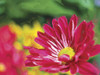 Painterly Flower VI Poster Print - Lola Henry