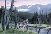 Calling all Wolves Poster Print - Kevin Daniel