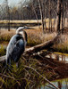 Blue Heron On Shelley Island Poster Print - Kevin Daniel
