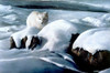 Artic Fox Poster Print - Kevin Daniel