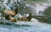 Elk Bed Poster Print - Kevin Daniel