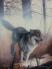 Startled Poster Print - Kevin Daniel