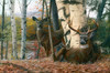Autumn Majesty Poster Print - Kevin Daniel
