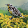 State Bird Nebraska Poster Print - Kevin Daniel