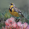 State Bird Montana Poster Print - Kevin Daniel