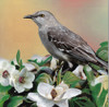 State Bird Mississippi Poster Print - Kevin Daniel