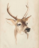 Watercolor Animal Study IV Poster Print - Grace Popp