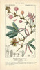 Botanique Study in Pink IV Poster Print - Turpin
