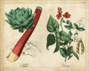 Kitchen Vegetables and Roots II Poster Print - Unknown
