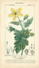 Botanique Study in Yellow IV Poster Print - Turpin