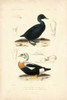 Antique Duck Study I Poster Print - N. Remond