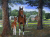 Mare and Foal Poster Print - Kevin Daniel
