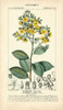 Botanique Study in Yellow II Poster Print - Turpin