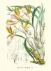 Lavender Orchids IV Poster Print - P. Stroobant