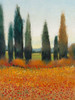 Cypress Trees I Poster Print - Tim OToole