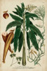 Vintage Tropicals II Poster Print - Weinmann