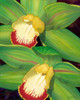 Lime Orchid I Poster Print - Jason Higby