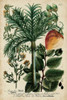 Vintage Tropicals III Poster Print - Weinmann
