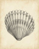 Antique Shell Study III Poster Print - Ethan Harper