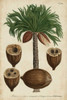Vintage Tropicals I Poster Print - Weinmann