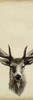 Triptych Elk II Poster Print - Grace Popp
