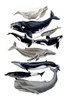 Whale Display I Poster Print - Naomi McCavitt